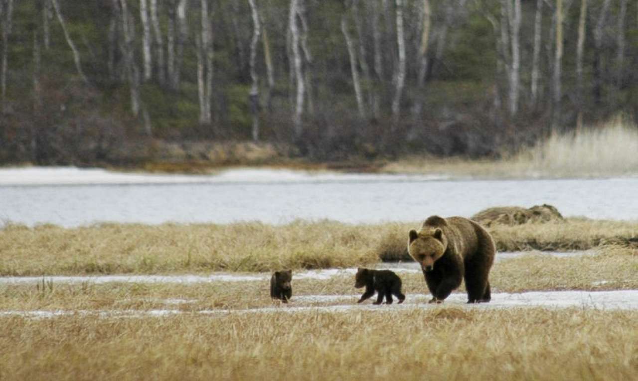 Brown_bear_Steinar_Wikan