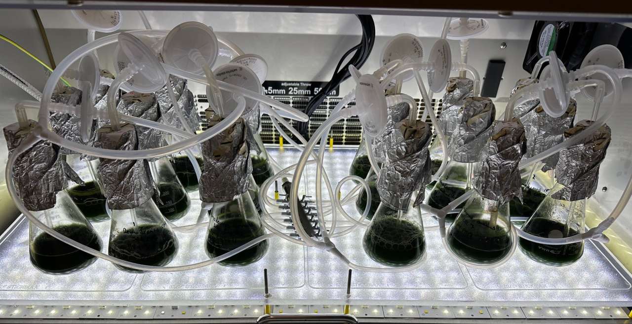 Microalgae in the lab