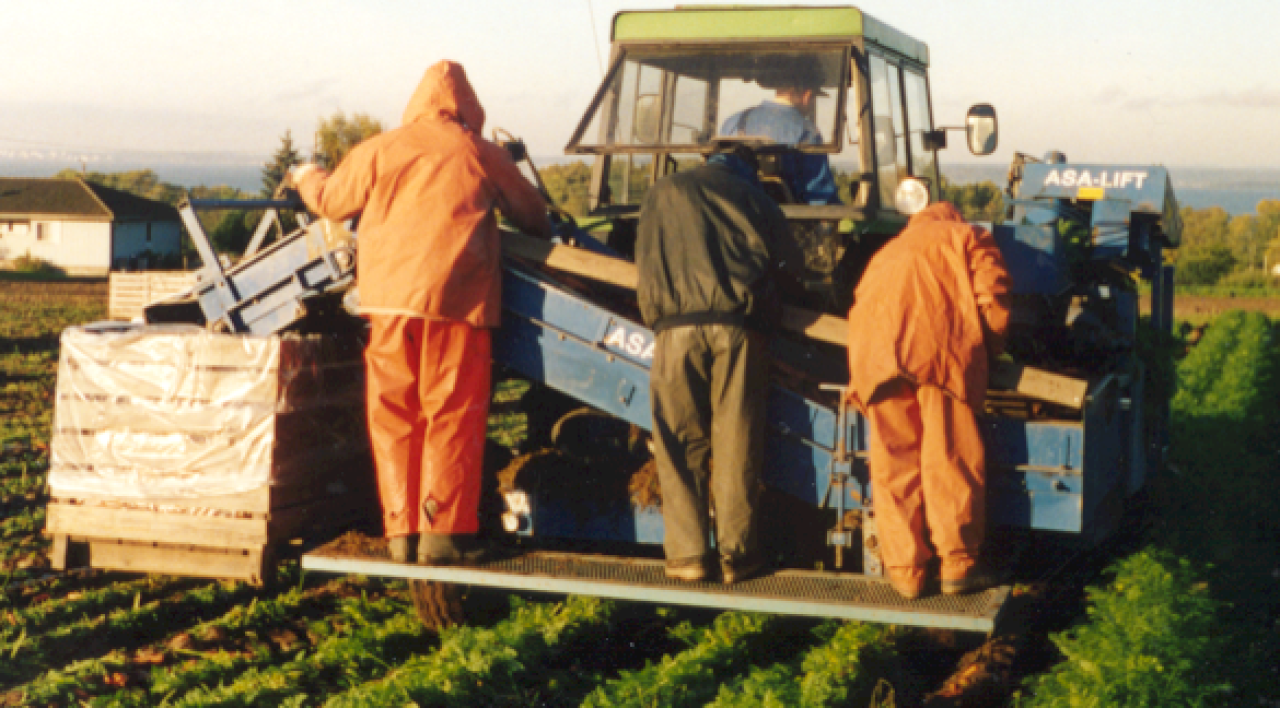 harvest of carrots