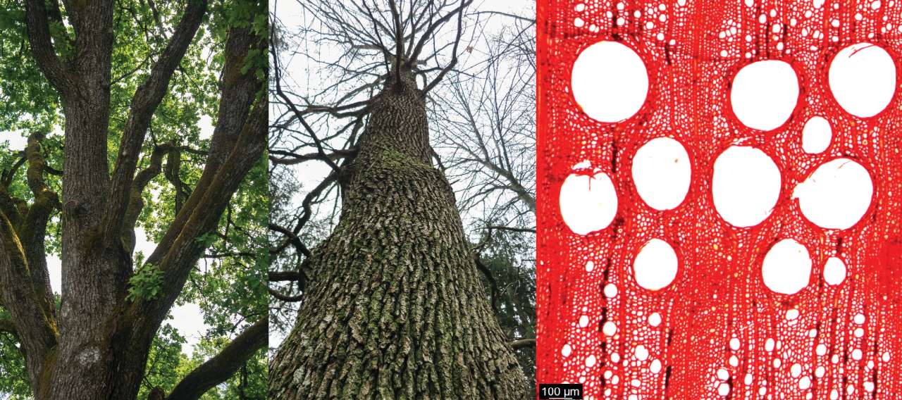 oak_MA