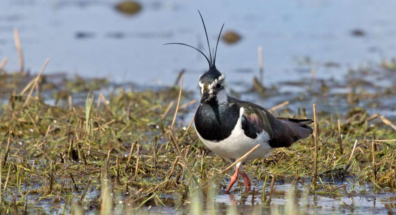 3Qovervåking_av_fugler_Christian_Pedersen
