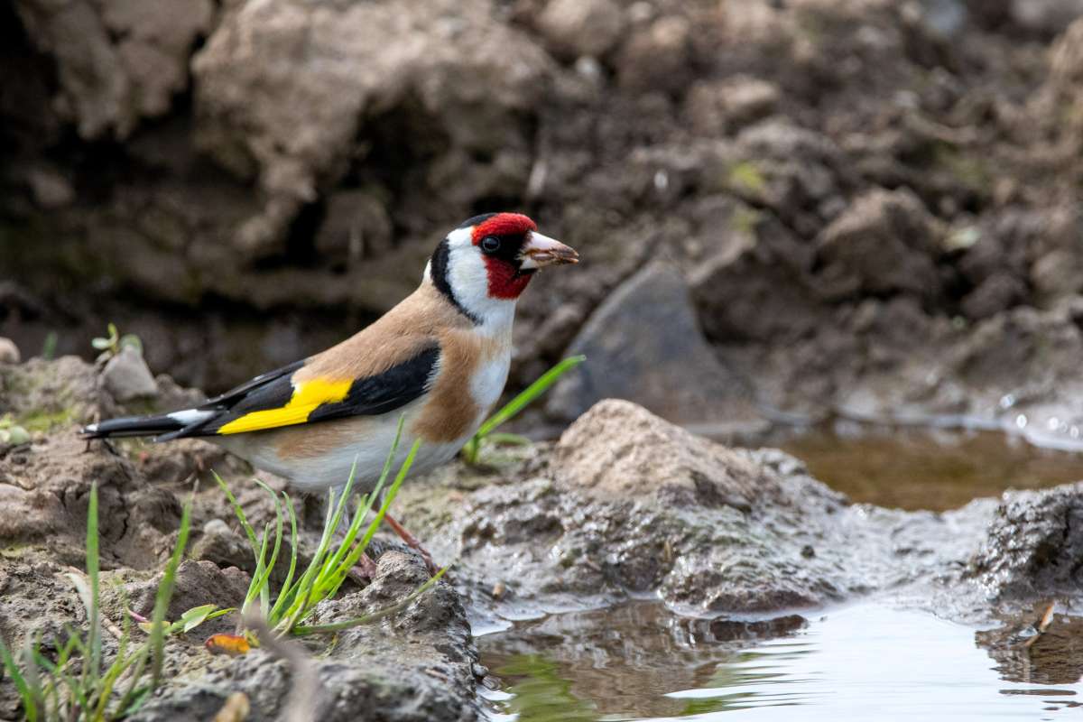 european_goldfinch