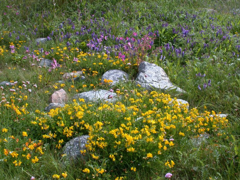 Tiriltunge habitat.jpg