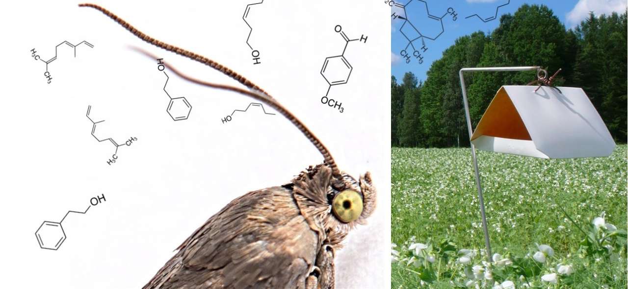 Pest insect pea moth, Cydia nigricana (Photo: Erling Fløistad) and odour-traps for pea moth (Photo: Gunda Thöming)