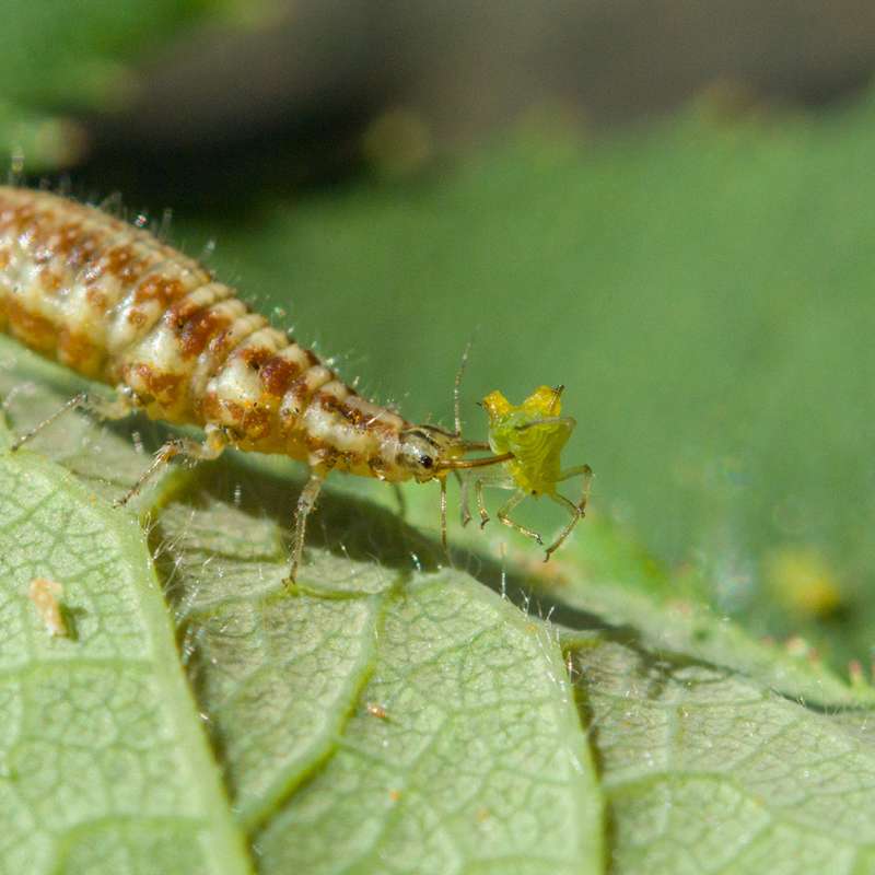 ef-20140720-115824-smartcrop-croppet