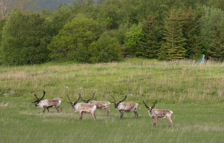 Rein på sommerbeite. Reindrift er ett av NIBIO Tromsøs fagområder. Foto: Erling Fløistad