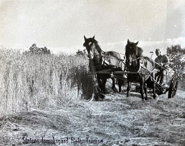 Slått. Slåtta på Holt i 1946, 5. års timotei. Foto: Ukjent fotograf