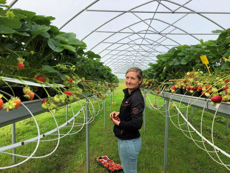 Ved NIBIO Tromsø forskes det blant annet på dyrking av jordbær i plasttunell.  Foto: Erlend Winje