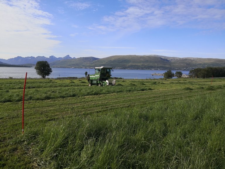 Takket være forskning på sortsutvikling og dyrkingsforhold er det nå mulig med en annenslått flere steder i Nord-Norge. Dette var ikke tilfelle tidligere. Foto: Erlend Winje