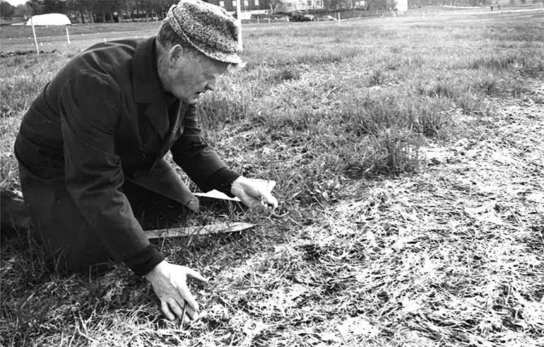 Ivar L. Andersen undersøker overvintringsskader i eng på Holt en gang på 1950-tallet. Foto: Ukjent fotograf