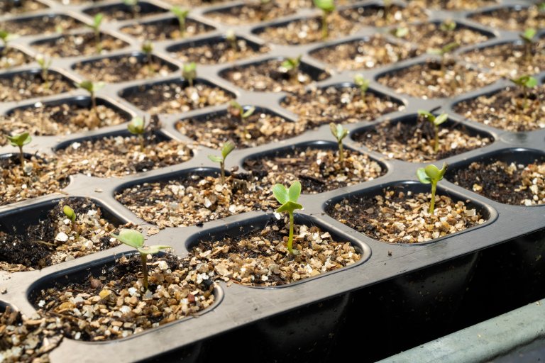 Frøplanter av broccoli i pluggbrett. Foto: Erling Fløistad