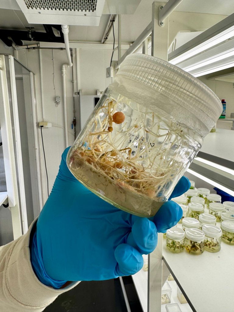 Genteknologi, som CRISPR, blir brukt til å redigere gen som påverkar resistens. Forskarane håpar å utvikle sortar som både er meir robuste mot tørråte og samtidig har god kvalitet på knollane. Foto: Siri Elise Dybdal