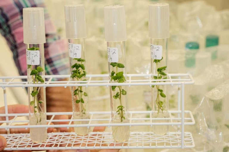 På Ås blir dei gamle potetsortane tatt vare på i reagensrøyr. Foto: Ragnar Våga Pedersen