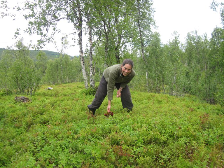 Frøydis Gillund plukker blåbær med arktisk kvalitet. Foto: Privat