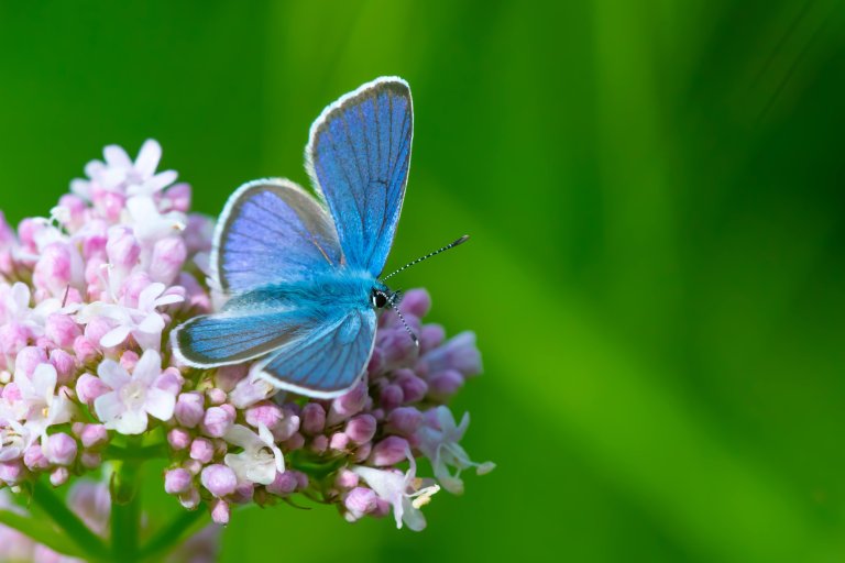 Sommerfugler, blomsterfluer og biller er noen av pollinatorene våre som samlet sett jobber dag og natt for å holde liv i våre grønne arealer. Foto: Sven Emil Hinderaker