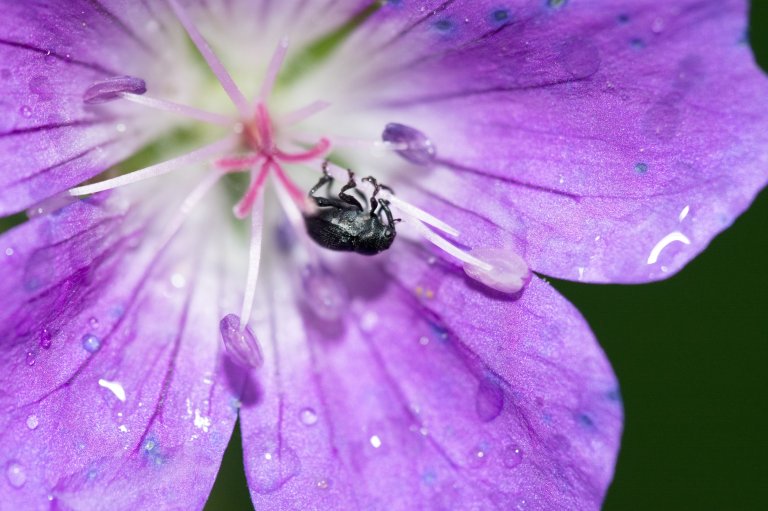 Billene er kanskje ikke de mest kjente pollinatorene, men mye tyder på at de er de eldste. Foto: Sven Emil Hinderaker