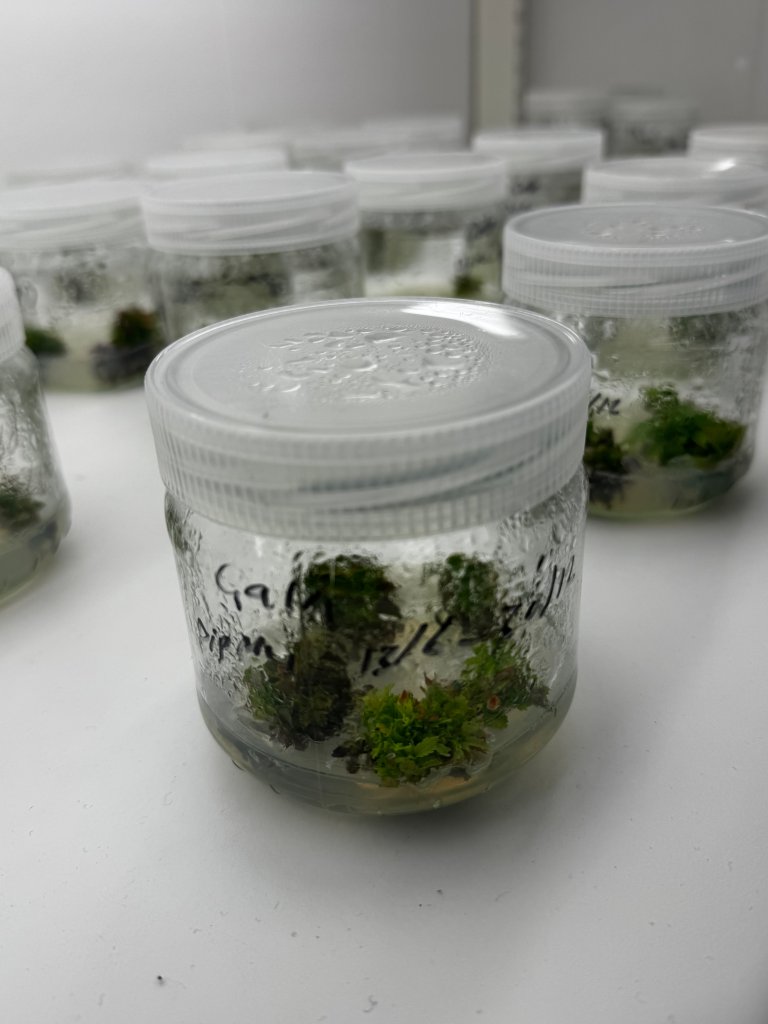 Genredigerte epler som ikke blir brune og som er mer resistente mot skurv, er et annet viktig prosjekt. Foto: Siri Elise Dybdal