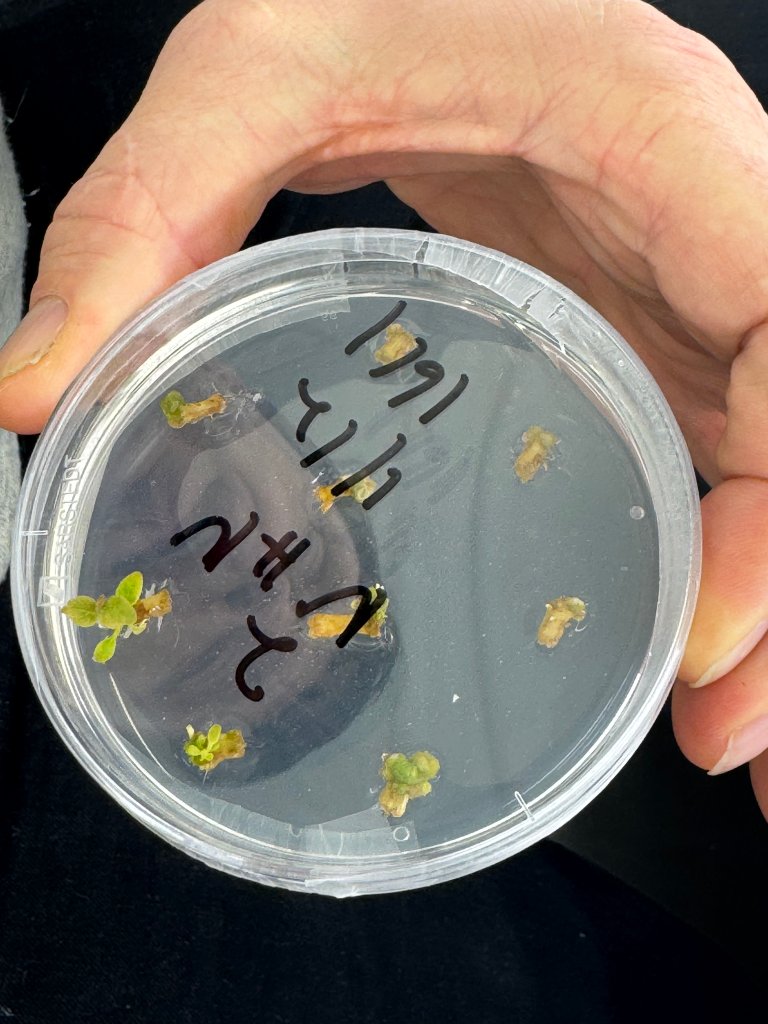 NIBIO bygger nå opp CRISPR-infrastruktur, og nye vekstrom står allerede ferdige. Det er lagt til rette for at hele utviklingsløpet kan skje internt: molekylærbiologisk arbeid som kloning og redigering av arvestoffet i lab, genredigerte celleklumper i skåler og småplanter i vekstrom. Foto: Siri Elise Dybdal