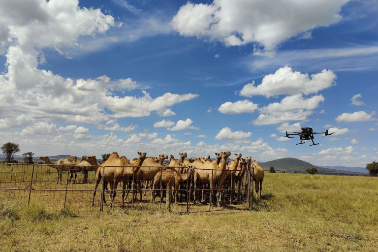 This is one of the first field studies to measure methane emissions from camels, a largely understudied source. Photo: Alouette van Hove/UIO