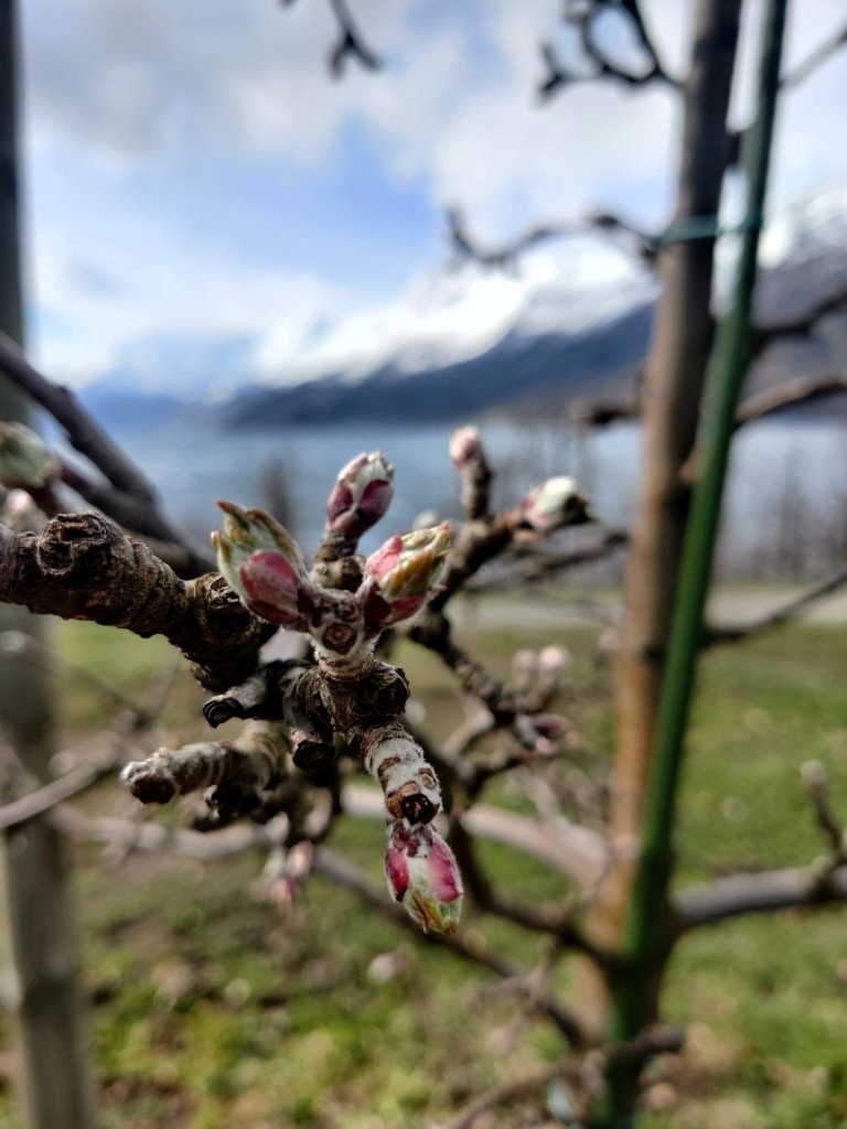 Varsling av epleskurv startar når tidlege eplesortar har ein grøn spiss på bladknoppane. Foto Lise Karine Haugland