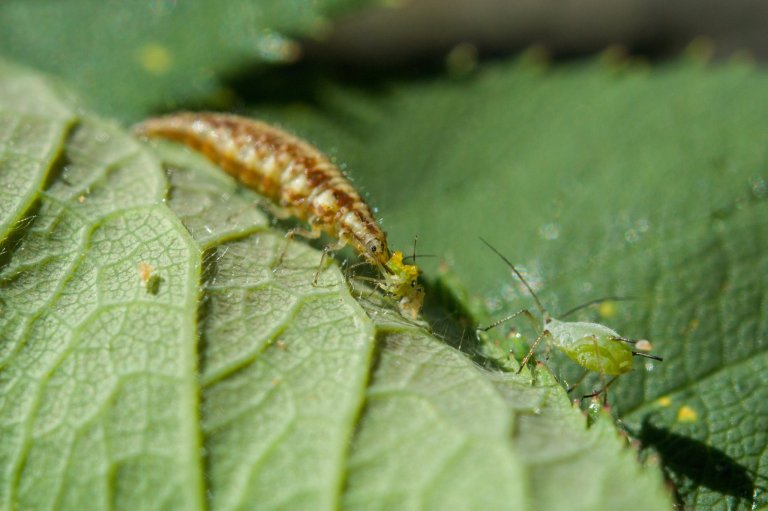 Naturlige fiender blir mer og mer viktig i framtidens jordbruk der det blir færre sprøytemidler tilgjengelig. Denne gulløyelarven spiser bladlus. Foto: Erling Fløistad