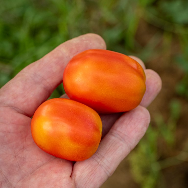 Gule flekker på tomatene kan tyde på smitte av viroid. Foto: Dag Ragnar Blystad