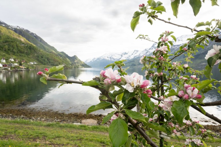 Prosjektet ser òg på samanhengen mellom jord, blomstrande vegetasjon og vatn i dei same områda.  -Blomsterflugene lever på blomstrande vegetasjon, men nokon har òg livsstadium i vatn. Difor heng alle desse miljøa saman. Flugene kan bli eksponerte for plantevernmiddel både gjennom vatn, vegetasjon og jord, fortel Roger Holten, forskar ved NIBIO og leiar for prosjektet. Foto: Erling Fløistad
