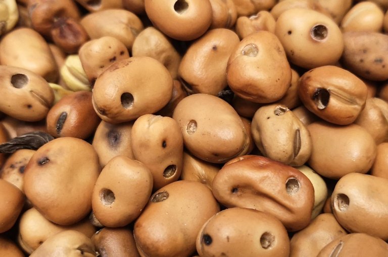 Åkerbønnefrø skadet av fabafrøbille. Foto: Gunda Thöming