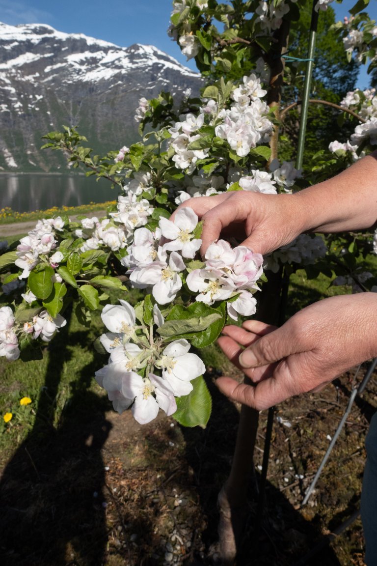 Eplegrein med mye blom. Ein del av blomane og småkarten faller av av seg sjølv, det såkalla junifallet, men særskilt i riktberande sortar, må ein likevel tynna. Tynning under bløming har størst effekt. Foto: Hege Ulfeng