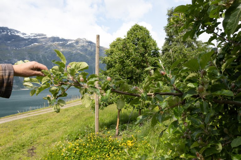 Før og etter tynning i eple. God avstand mellom kartane gir kvar kart nok næring og sukker samstundes som treet vil setja nok blomeknopp for året etter. Foto: Hege Ulfeng