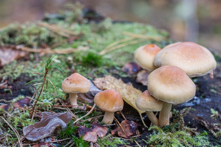 Den nye rapporten er ment å gi et oppdatert og helhetlig kunnskapsgrunnlag om karbonfangst i skog – altså hvordan trærnes blader og nåler fanger CO2 fra lufta og binder det til greiner, stamme og røtter – og hvordan dette karbonet over tid lagres i død ved og i skogsjord. Sopp bidrar til å holde på karbonet i lang tid og er viktig for både karbonlagring i jord og trærnes vekst og utvikling. Foto: John Yngvar Larsson, NIBIO