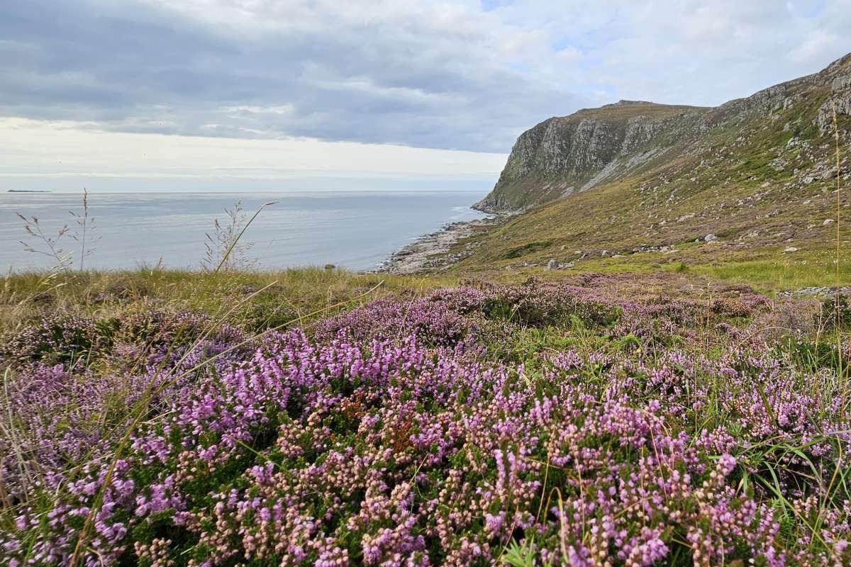 3 - Kystlynghei - Nerlandsøy - Foto Liv Guri Velle - NIBIO_cropped