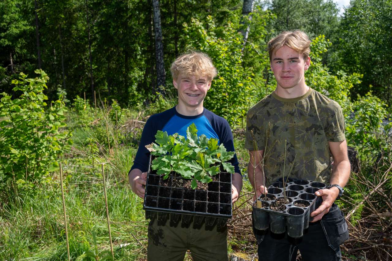 Kalnes-elever planter eik - Foto Erling Fløistad - NIBIO
