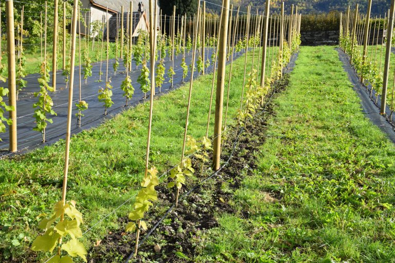 14 druesortar planta i open jord og på Mypex. Foto: Darius Kviklys