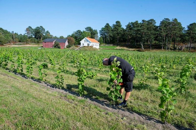 Vinranker i jorda på Tromøya i Arendal. Einar Fredriksen og kona håper å kunne produsere vin på Sørlandet. Foto: Erling Fløistad