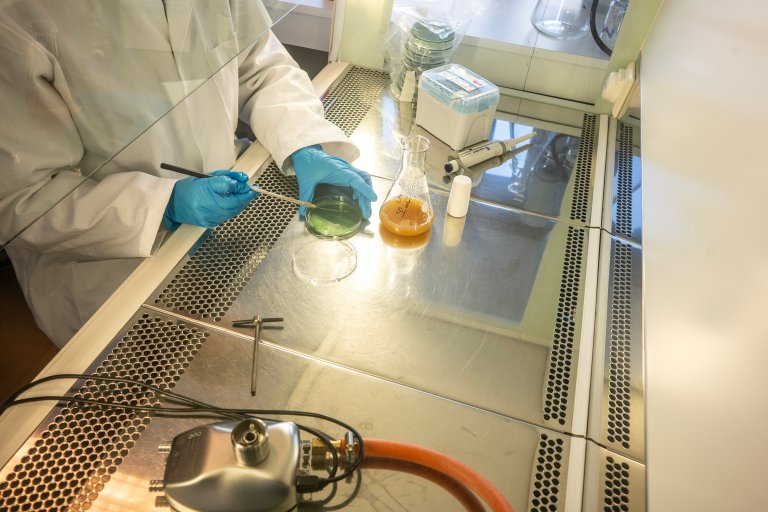 Overingeniør i NIBIO, Trude Magnussen dyrker kveik i laboratoriet. Foto: Erling Fløistad