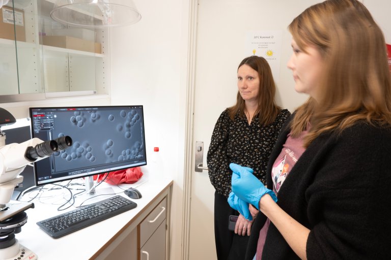 Overingeniør Andrea Podavkova og forsker Ingunn Øvsthus med visuell kontroll av kveikkultur i mikroskop på NIBIO Ullensvang. Foto: Erling Fløistad