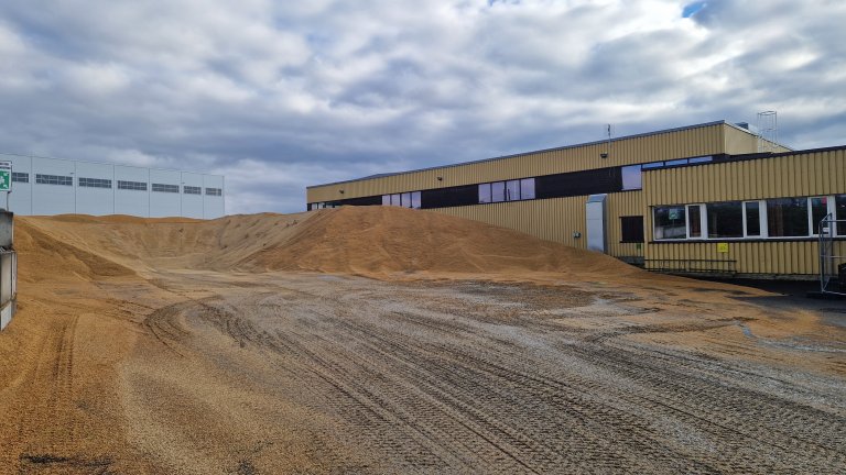 Kvar haust køyrer bønder tilhengarlass på tilhengarlass med korn til lokale kornmottak. Biletet syner eit kornmottak der dei må lagra korn ute på grunn av for liten kapasitet. Dersom det kjem regn, må kornet køyrast inn og så ut att. Året dette biletet vart tatt, måtte nokre kornmottak utsetta mottak av havre på grunn av plassmangel. Dette har vorte ei stor utfordring ved fleire kornmottak i Noreg. Foto: Unni Abrahamsen, NIBIO