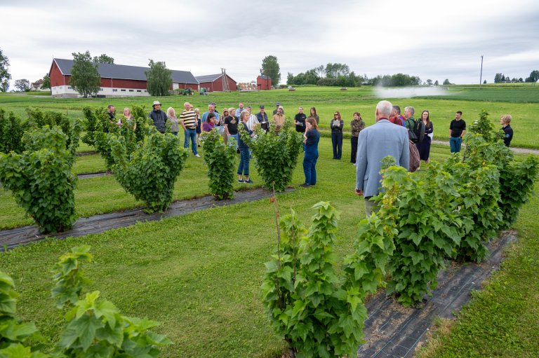 Forsøksfelt med solbærsorter på NIBIO Apelsvoll. Foto: Erling Fløistad