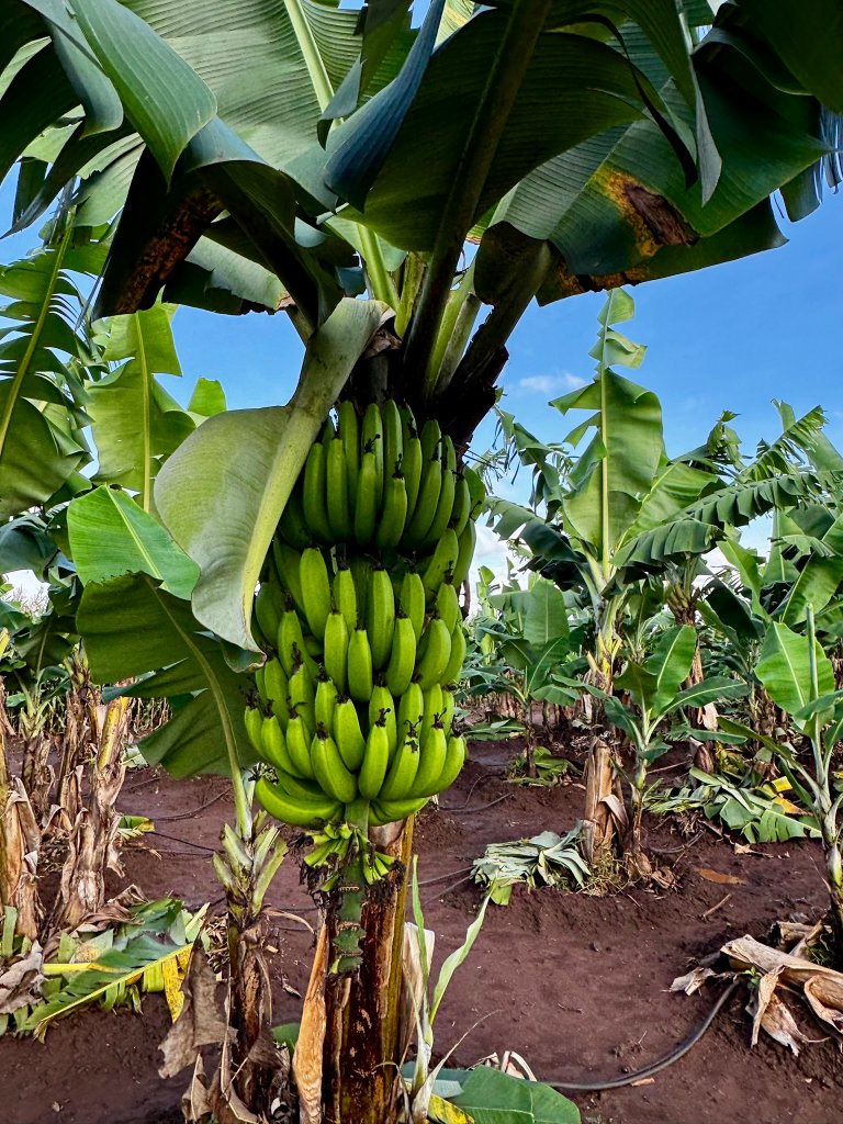 Banan er den vanligste fruktavlingen i Malawi. Foto: Siri Elise Dybdal