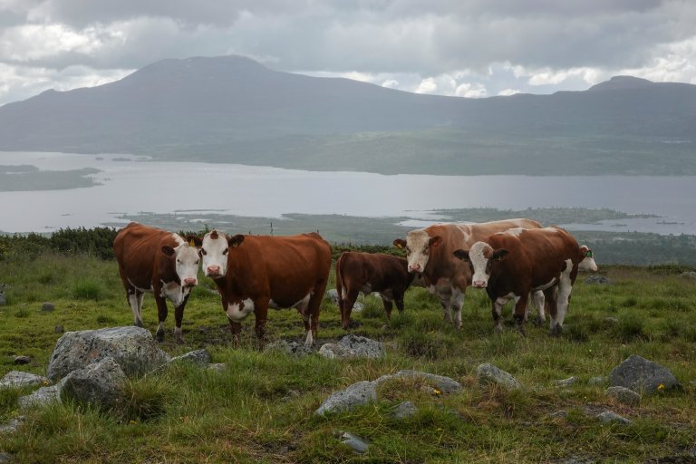 Storfe på utmarksbeite i Øystre Slidre, Valdres. Foto: Morten Günther, NIBIO