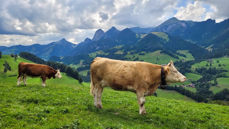 Flere bønder viste til Sveits som forbilde, der flere virkemidler er rettet mot setring og utmarksbeite. Foto. Morten Günther