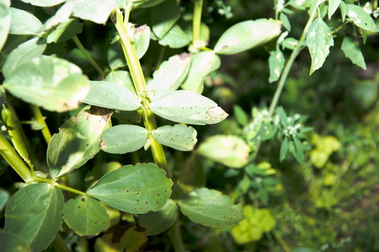 Slik ser bladene på åkerbønner ut når de er rammet av soppen sjokoladeflekk, Botrytis. Sykdommen rammer åkerbønner og erter og gir mørkebrune flekker på blader, stengler og belger og kan ødelegge avlingen under fuktige, varme dager. Foto: John Olav Oldertrøen
