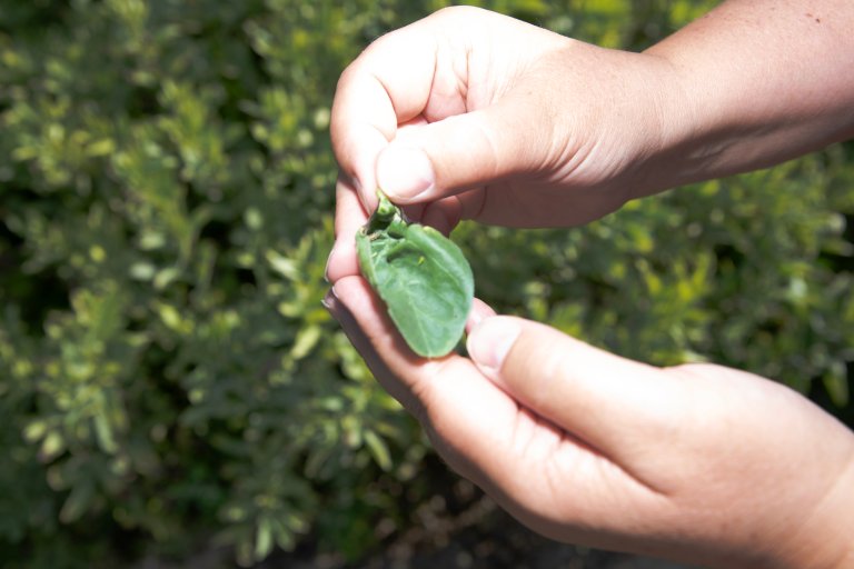 I naturen er det ofte et samspill, som her hvor vi ser små, grønne sikadenymfer som gjør skade på åkerbønneplanten. På samme bladet er gulløyelarve som lever av sikadenymfene. Foto: John Olav Oldertrøen