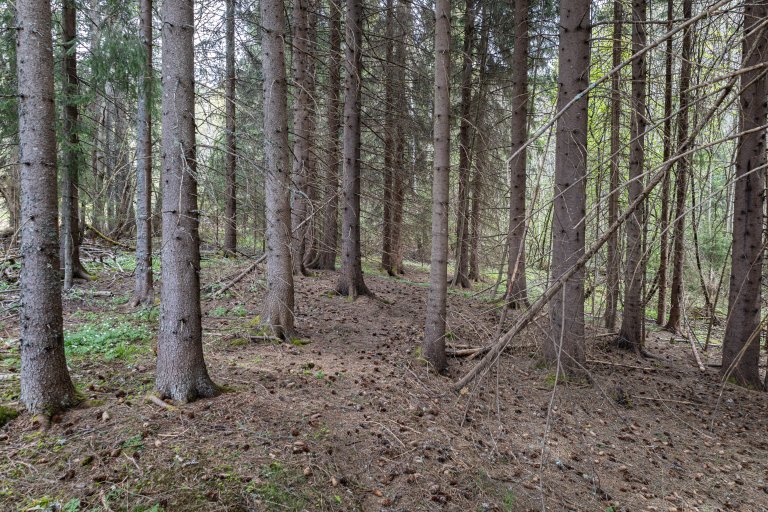 At man hogger mer skog enn det som vokser til, er ikke nødvendigvis et problem på kort sikt. Men det er en ny situasjon for Norge, etter over hundre år der skogens årlige tilvekst har vært høyere enn avvirkningen. Mye av forklaringen er at skogen som ble plantet etter andre verdenskrig nå er hogstmoden. Bildet viser en typisk produksjonsskog med grantrær. Foto: John Yngvar Larsson, NIBIO