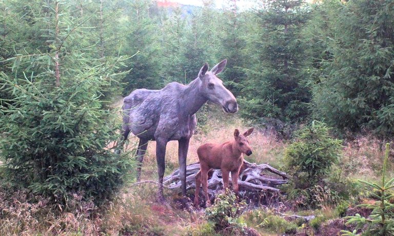 Elgkyr som selv vokser opp med lite mat, blir lettere som voksne. Dessuten får de færre og mindre kalver. Foto: Inger Bjørndal Foss