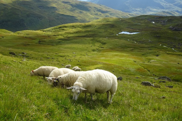 Sauer på beite. Foto: Yngve Rekdal
