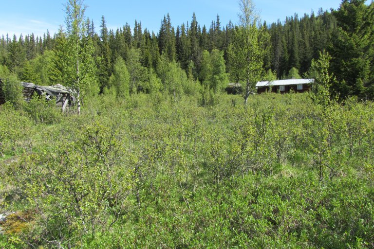 Gjengrodd setereng. Foto: Michael Angeloff, NIBIO