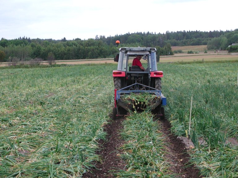 Streklegging av løk. Foto: Lars Arne Høgetveit