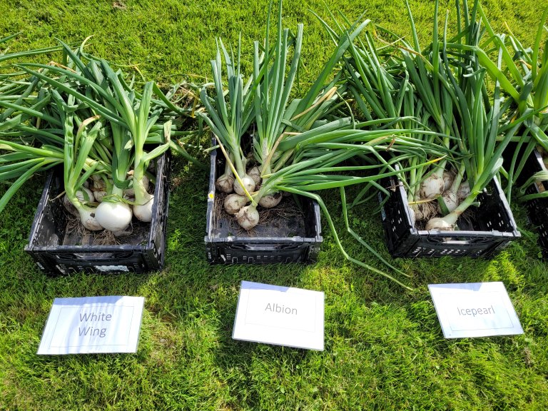 Ulike sorter av planteløk (hvit løk). Foto: Pia Heltoft